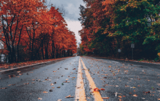 roadway with foliage